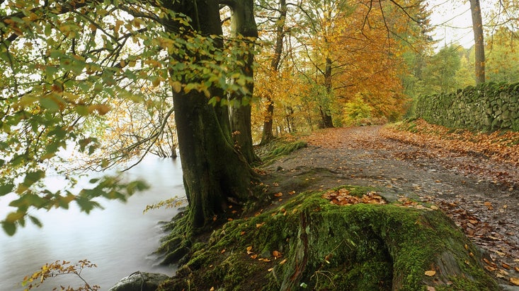 Image of stony path alongside lake windermere under a bright canopy of golden, autumnal leaves